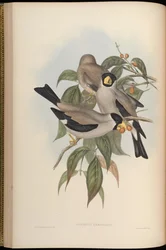Eophona personata